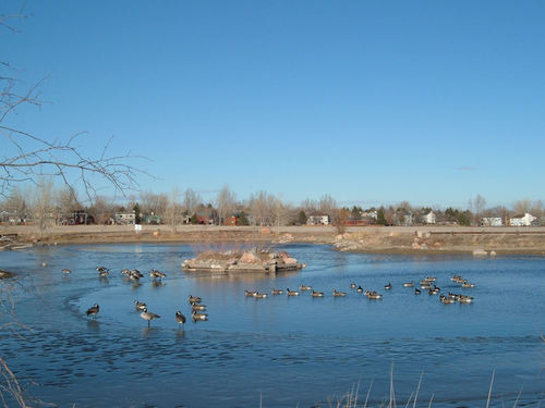 Louisville, CO : Worembourg fish pond in the protected open space near Centennial Valley subdivision. Taken in Jan. when the Canadian geese make their annual migration and this pond is a common resting spot. Still a little ice on the water. but they don't mind! This is one of many trails and open space throughout Louisville. Great place to walk, with or without your dog.