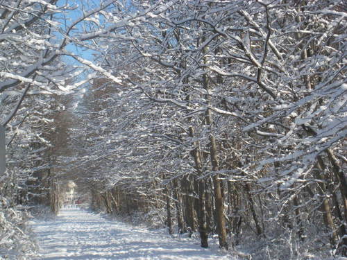 Keyport, NJ : February 2009- Snowy Day on Hudson Trail (2)