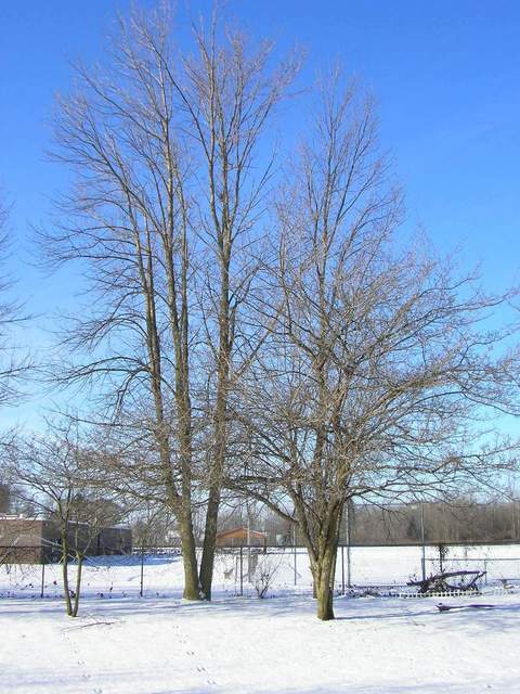 Birch Run, MI: Bare tree in the snow at Silver Creek Aprtments