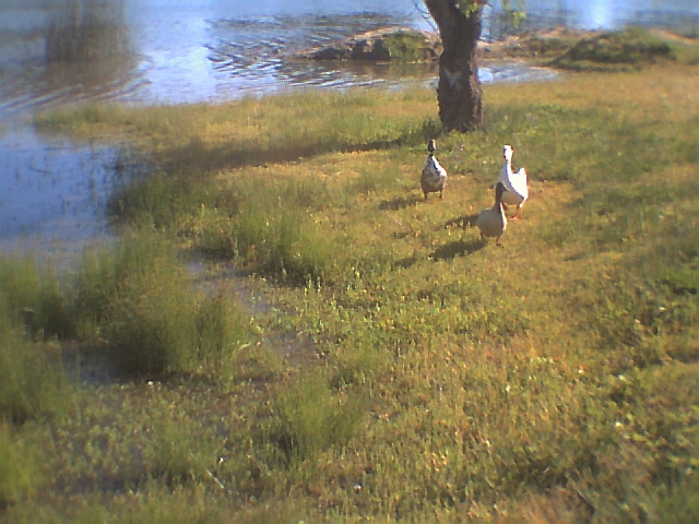 Granger, WA : A day at the Pond