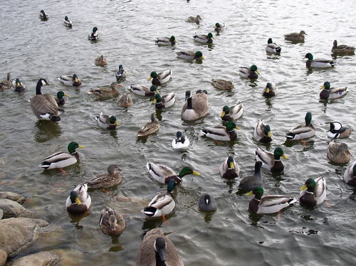 Pierre, SD: Ducks on Capital Lake
