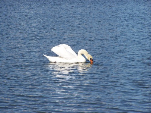 Lakeland, FL: Swan at Lake Morton
