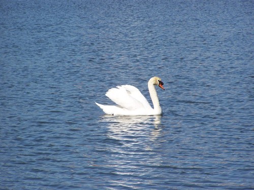 Lakeland, FL : Swan at Lake Morton-2