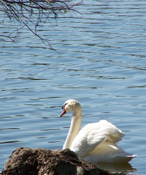 Lakeland, FL : Swan at Lake Morton-3