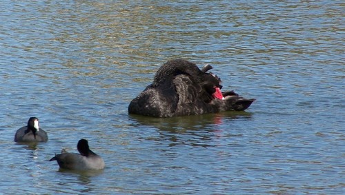Lakeland, FL : Swans of Lake Morton2