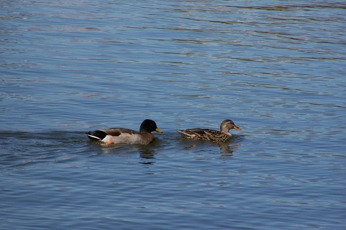 Lakeland, FL : Swans of Lake Morton3