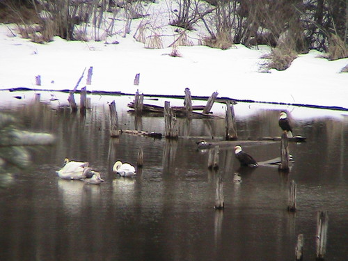 Troy, MT: A pair of Bald Eagles with the White Swans, headwaters of Lake Creek