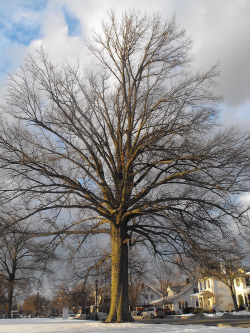 Fort Thomas, KY : The beauty of a tree in Fort Thomas