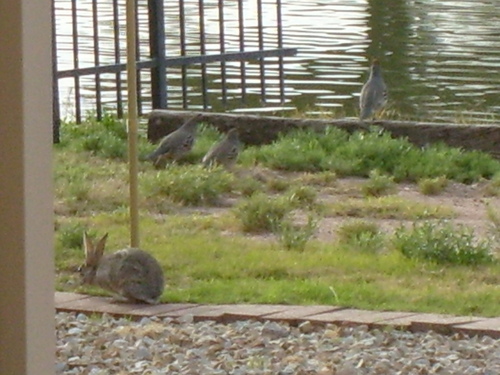 Arizona City, AZ: Rabbits & Quails enjoy a Sunday morning at Paradise Lake, Arizona City, Arizona