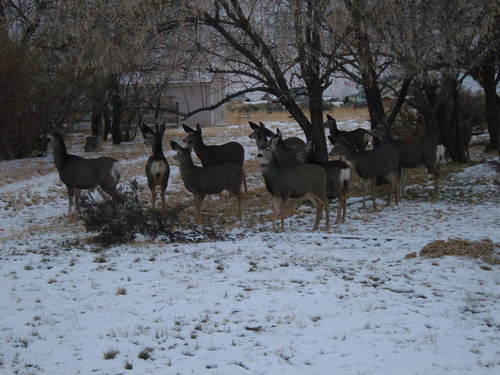 Spring Creek, NV: These deer were just right off the road on our way home. They are every where out here!