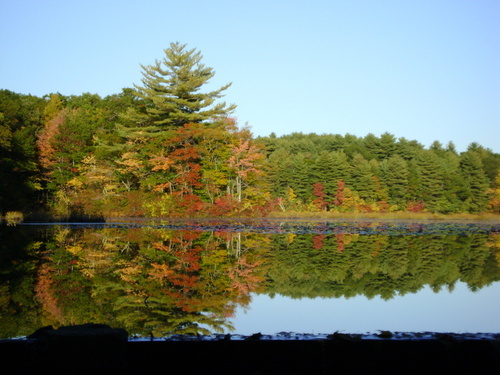 Easton, MA : Fall Foliaged