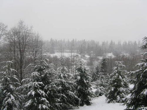 Black Diamond, WA : Old Thomson field 2009