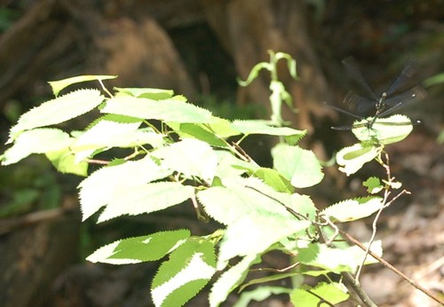 Dexter, ME : dragonflies along the trail system in Dexter, Maine