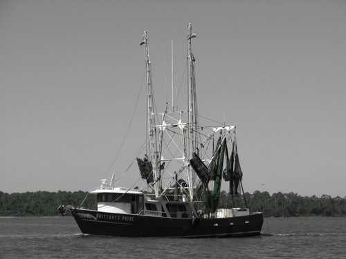 Sneads Ferry, NC : Brittanys Pride photo, picture, image (North