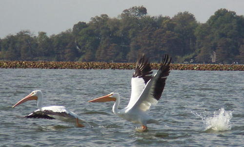 Horseshoe Lake, AR: pelicans on Lake