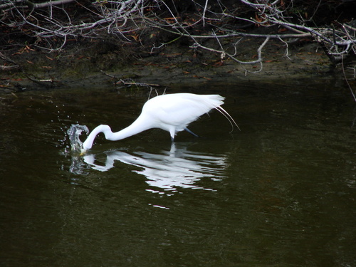 Exmore, VA: Great White Heron fishing..