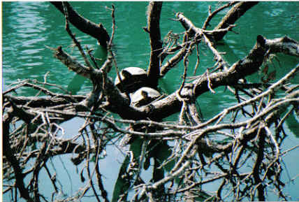 Winter Haven, FL: Turtles sun bathing and hanging out at Lake Lulu