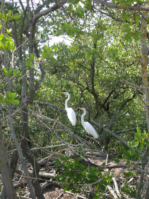 Bradenton, FL : Interesting sites at Robinson Preserve!