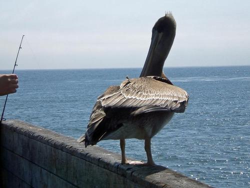 Cayucos, CA : The most interesting bird landed on the rail of the pier in Cayucos, not even a foot away from me.