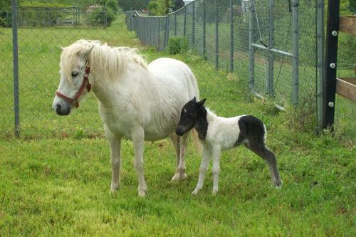 Selma, NC: A Misty Morning Newborn Foal