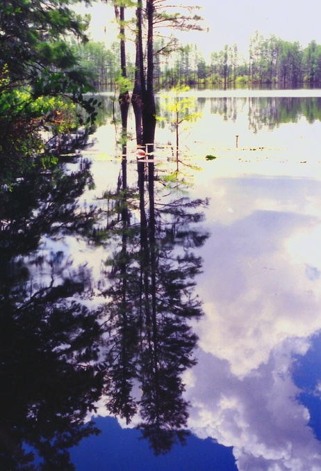 Gainesville, FL : Lake Scene