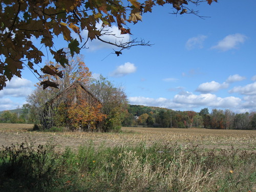 Cambridge, NY : In Coila, Fall 2008