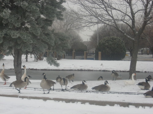 Elk City, OK: Geese at the Ackley Park durning the snow fall