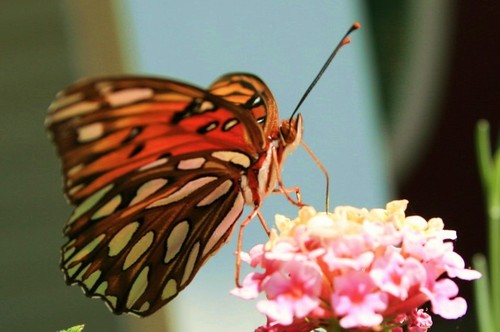 Dawsonville, GA: Butterfly on summer flower