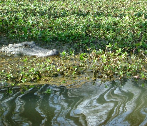 Honey Island Swamp