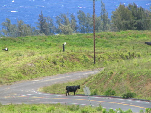 Honokaa, HI : Honokaa