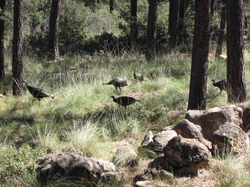 Timberon, NM : Wild Turkeys wandering through our backyard in Timberon