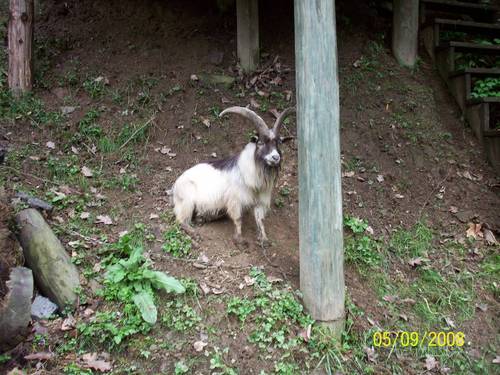 Hyden, KY : mountain goat tied under house
