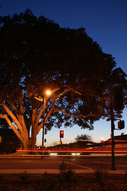 Santa Paula, CA: towering fig tree