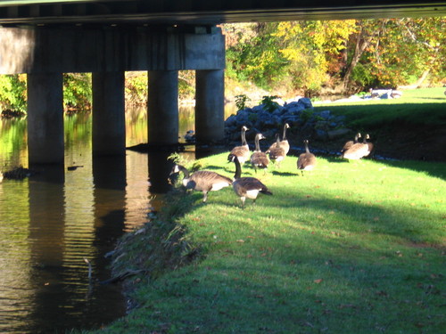 Waynesboro, VA : The many geese that live among us