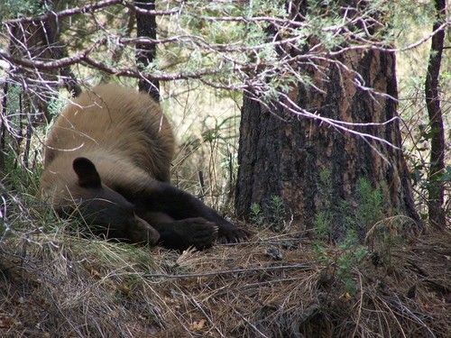 Ruidoso, NM: Bear in my back yard