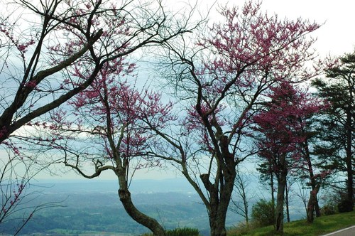 Signal Mountain, TN : Signal Mountain