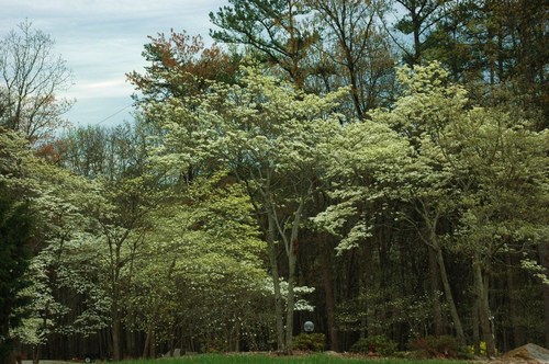Signal Mountain, TN : Signal Mountain