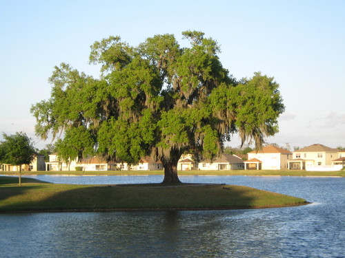 St. Cloud, FL : beautiful tree