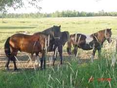 Springbrook, WI: Mom's Ponies waiting in the pasture...