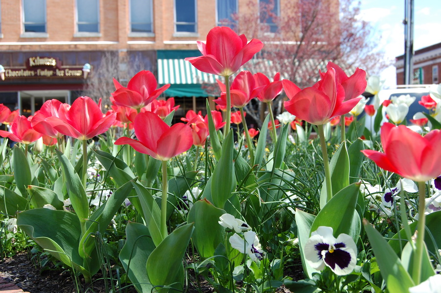 Hendersonville, NC: Downtown Hendersonville Tulips