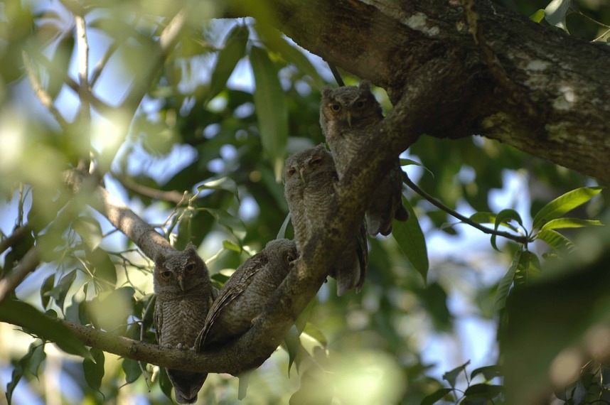 Coral Gables, FL: Sreeching Owl branchers