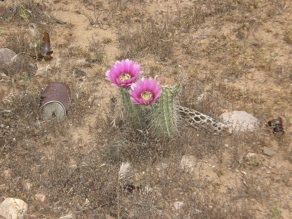 Superior, AZ: Contrast of Beauty and Litter
