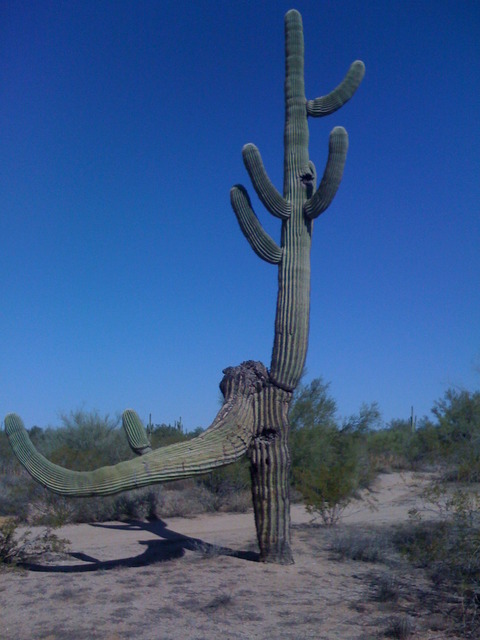 Deer Valley, AZ: Cactus in Deer Valley desert