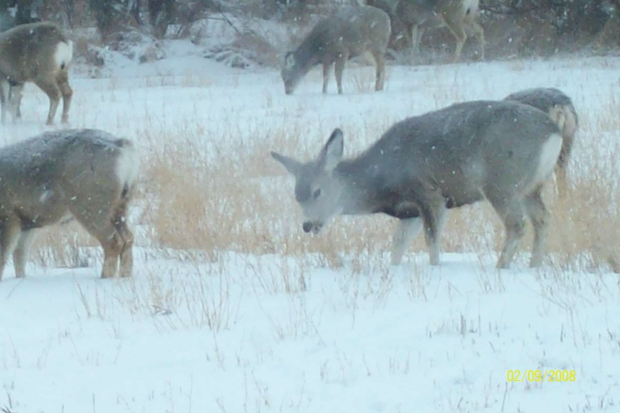 Ekalaka, MT: Deer in the middle of town. Winter of 2008