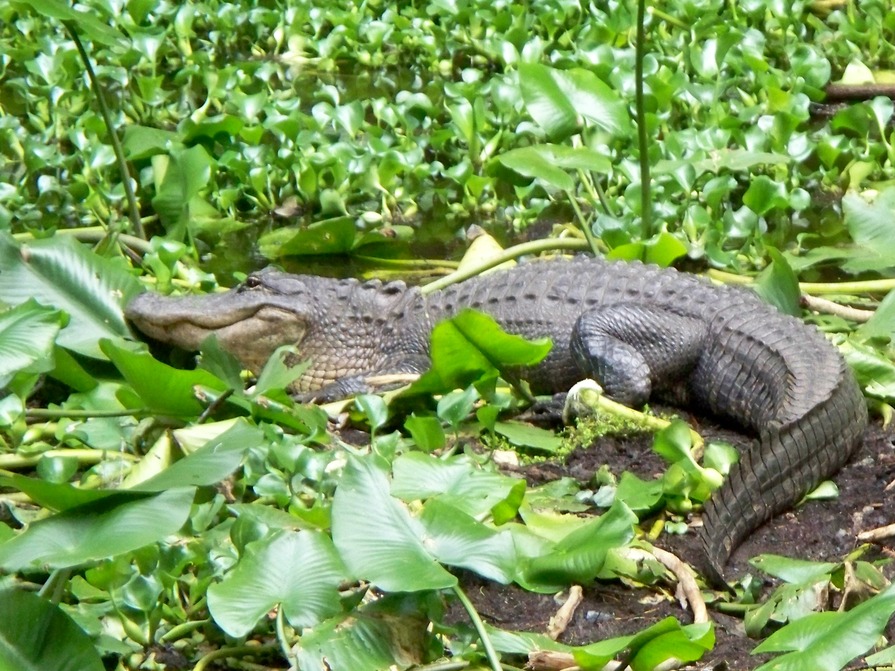 Sebring, FL: An Alligator at the Highlands Hammock State Park