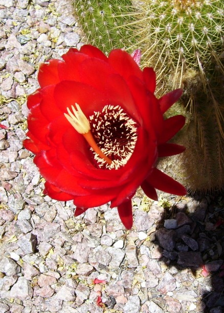 Tucson, AZ: Cactus flower in my front yard. Eastside of Tucson