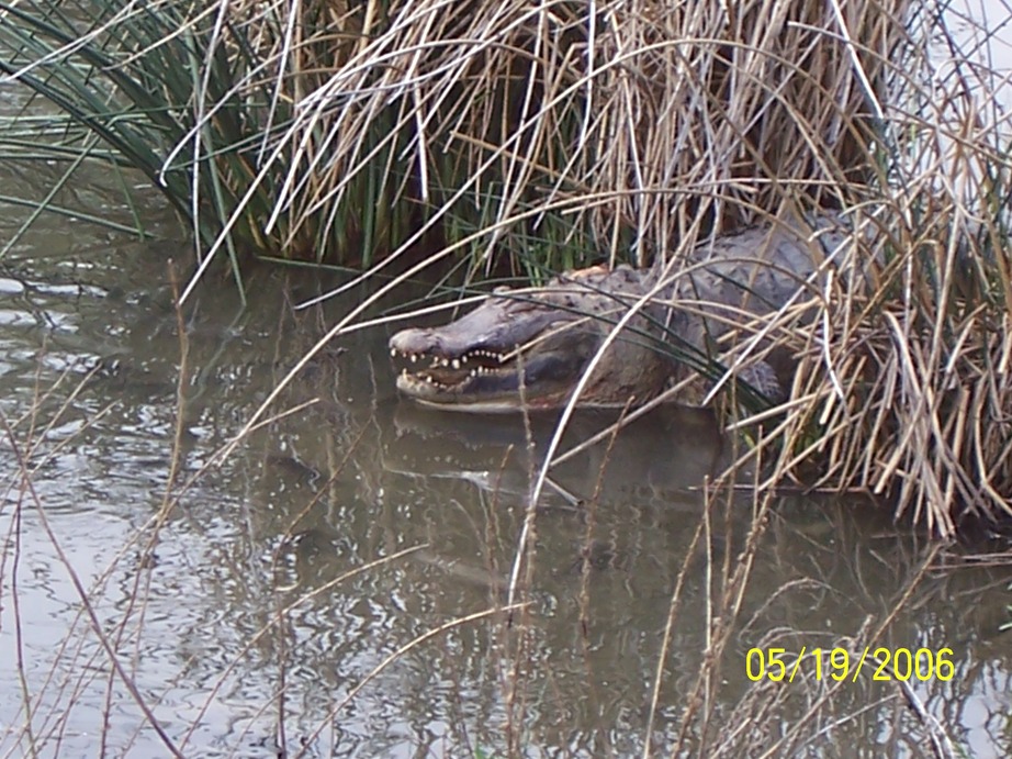 Hagerman, ID: hagerman alligator fram