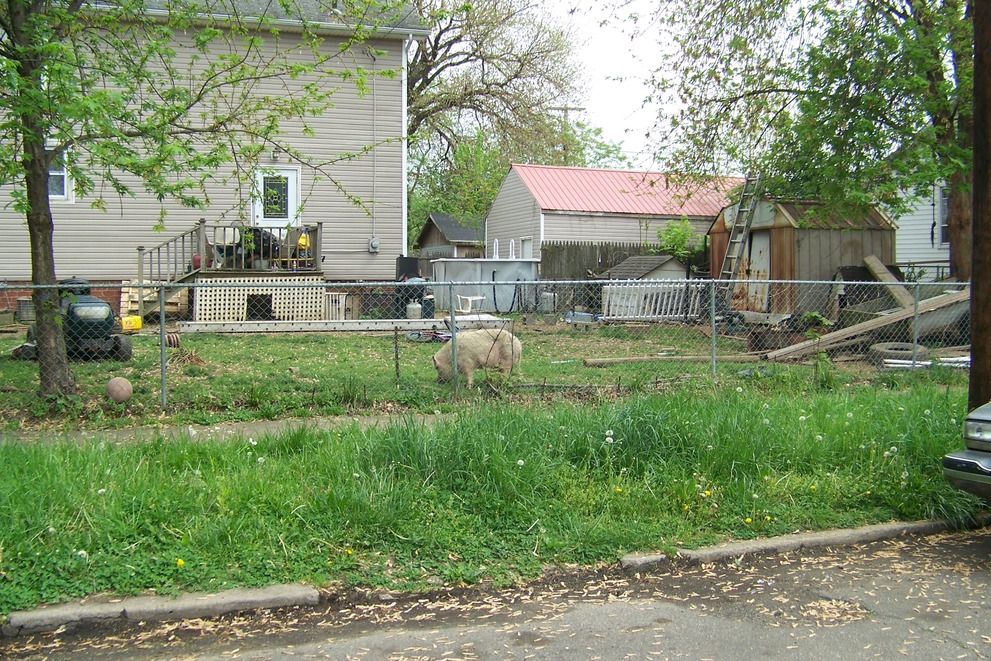 Portsmouth, OH: Boundary Street, Pigs kept in city yard