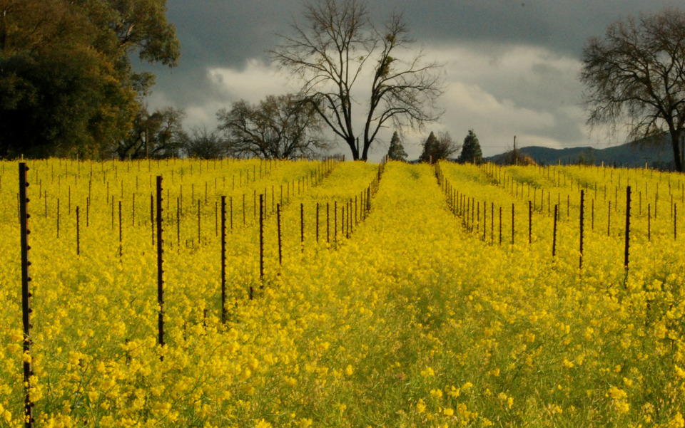 Sonoma, CA : Sonoma field