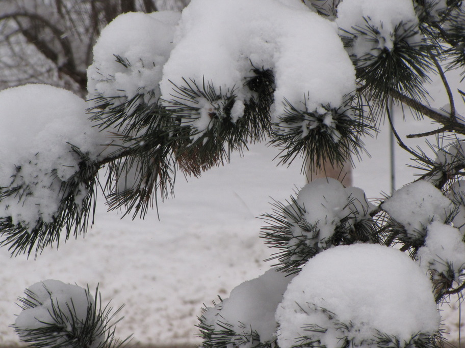Altamont, NY Snow Fall in Altamont on the pines photo, picture, image (New York) at